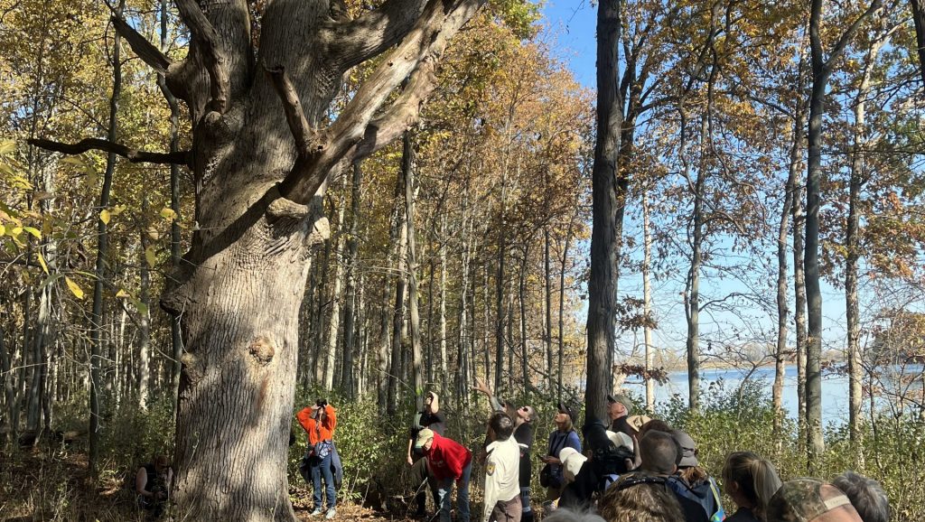Visitors at the Detroit River International Wildlife Refuge observe some of the oldest trees along the river.