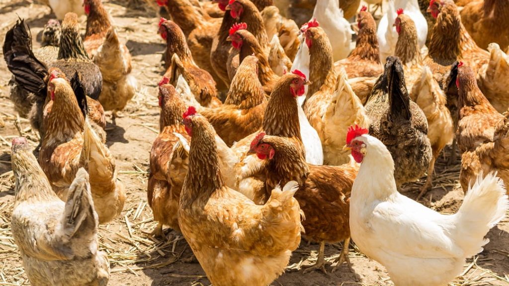 Chickens on Organic Farm