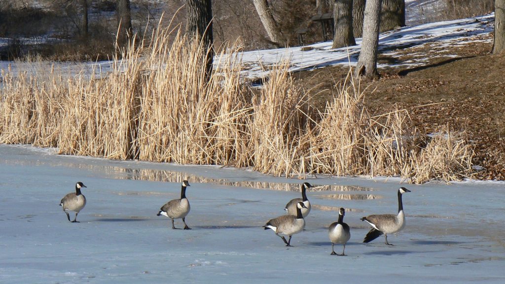 FILE_Canada-Geese