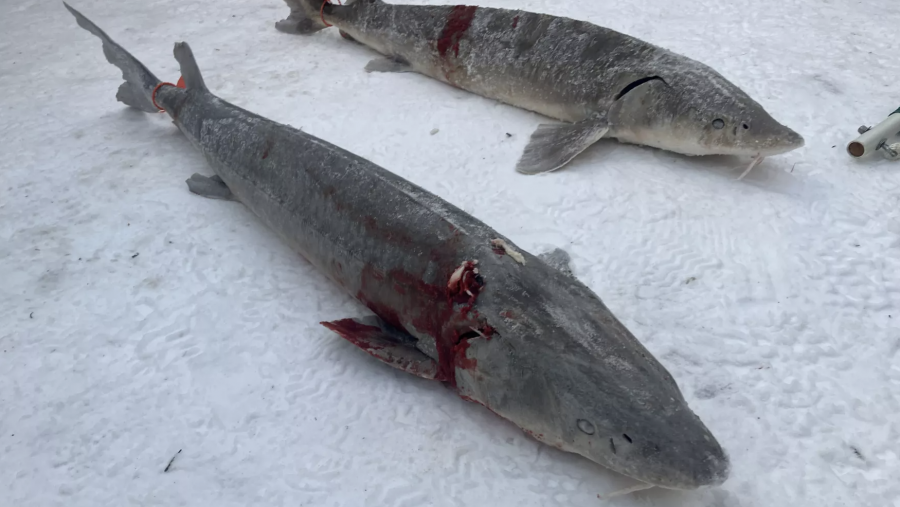 Two lake sturgeon speared during the Feb. 1, 2025 limited season.