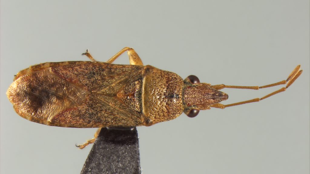 Orsillus maculatus, a rare spore spreading seed bug.