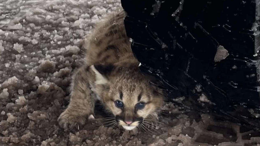 For the first time in more than 100 years, cougar cubs have been discovered living in the Michigan wild.