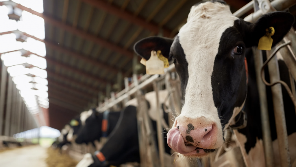 Dairy cows.