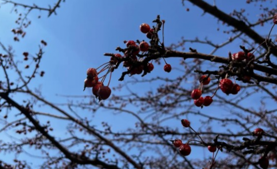 March tree