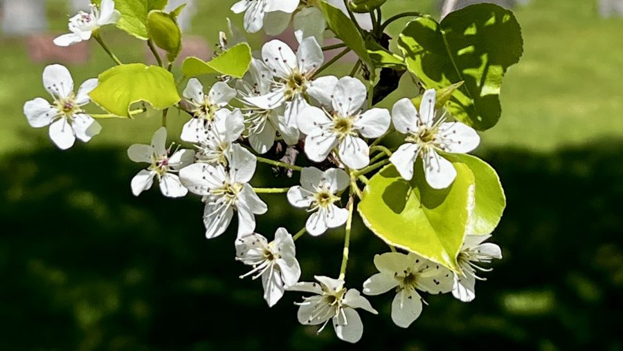 A tree blooming in spring