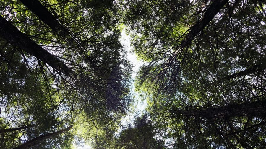 FILE_tree-canopy-trees