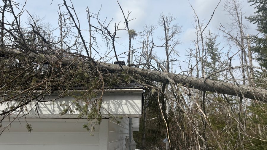 A tree rests on the roof of a house in northern Michigan.