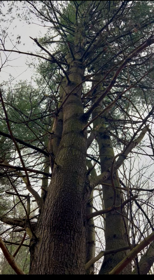 An eastern white pine tree in Michigan