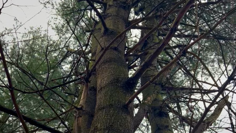 An eastern white pine tree in Michigan