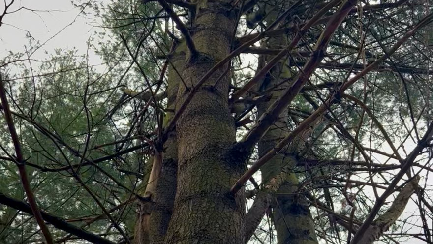 An eastern white pine tree in Michigan
