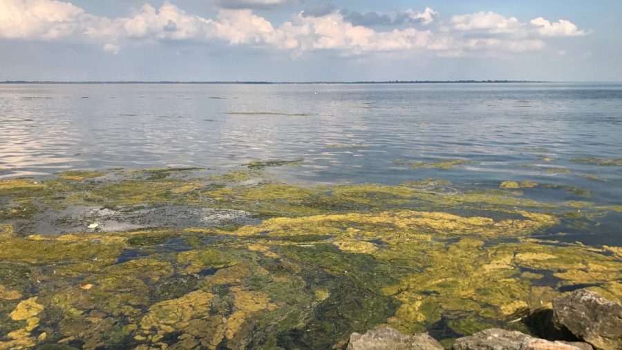 A view from Lake Erie Metropark.