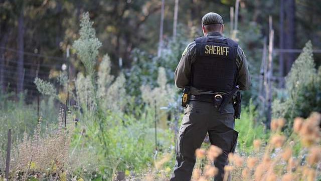 A county sheriff deputy photographs an illegal marijuana grow operation after illegal plants are removed.