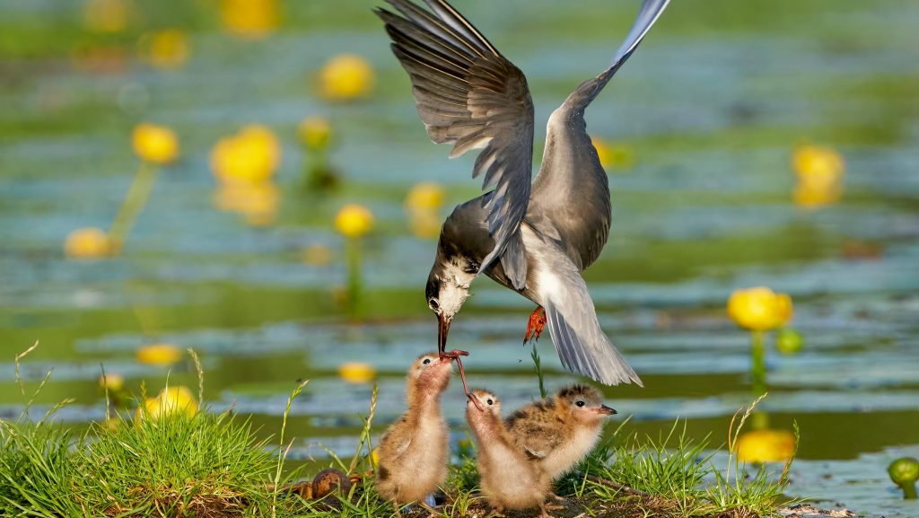 A mother bird feeds her babies in a Michigan wetland