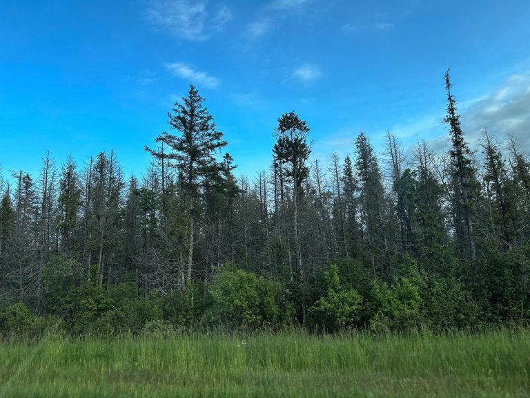 Tree canopy near Manistique, Michigan.
