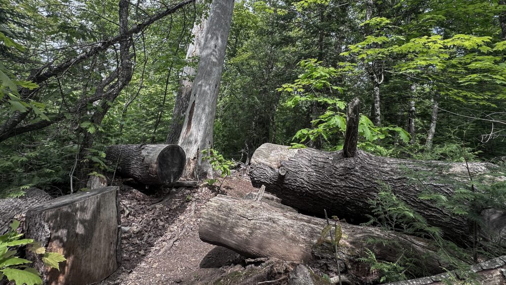 Visitors to northern Michigan trails over Fourth of July weekend should expect some closures in the area due to continued ice storm recovery efforts.