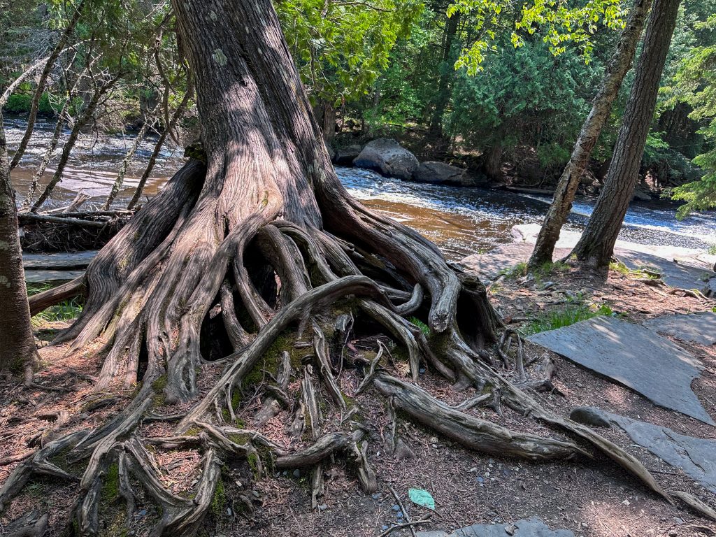 Trees along the trail at Canyon Falls Roadside Park, located off US-41 south of L'Anse in Michigan’s Upper Peninsula.