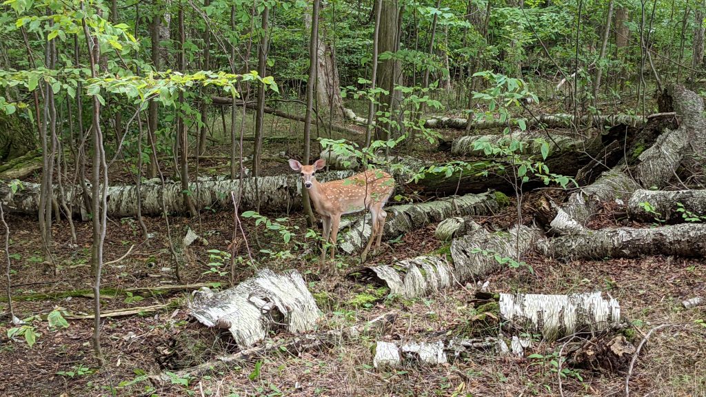 A fawn stands in the woods in a Michigan park.