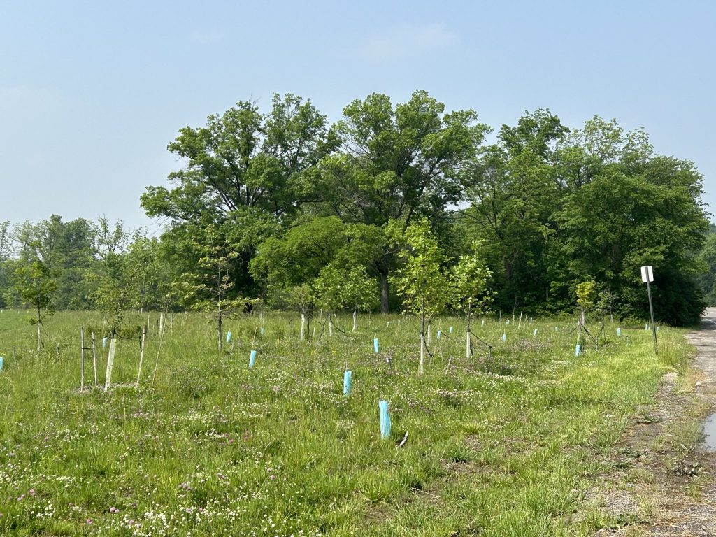 Saplings planted along the road side at Rouge Park. They are held up with supports and protected by cylinders of chicken wire around their skinny trunks.
