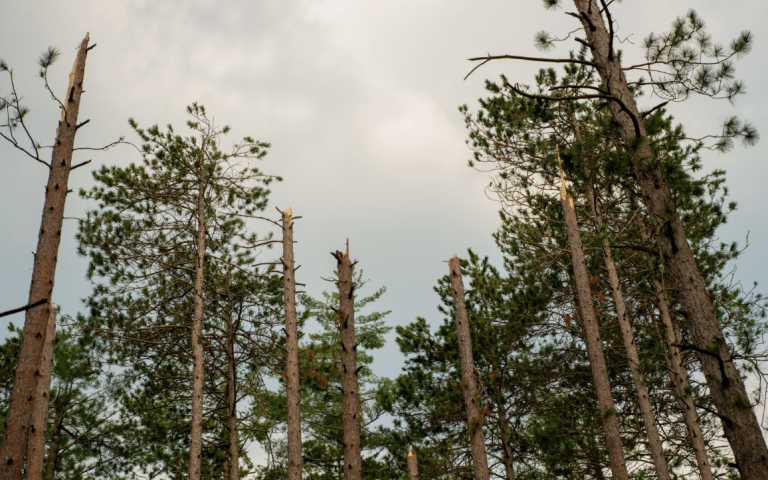 An ice storm caused some tree tops to break off like those pictured above in Pigeon River Country State Forest. Some trees crashed down and many limbs broke off. For three months, state officials have been scrambling to open campgrounds and clear roads. Some hiking and ORV trails are still closed.
