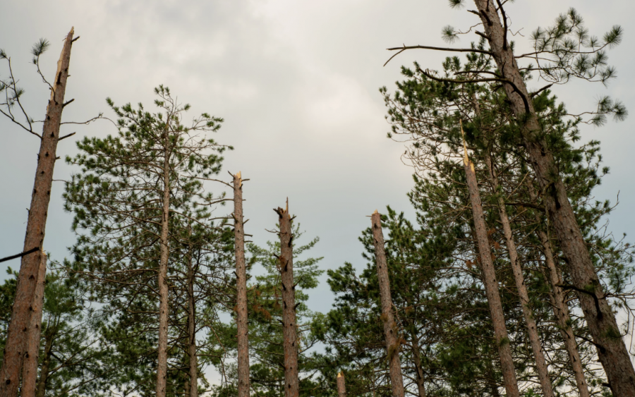 An ice storm caused some tree tops to break off like those pictured above in Pigeon River Country State Forest. Some trees crashed down and many limbs broke off. For three months, state officials have been scrambling to open campgrounds and clear roads. Some hiking and ORV trails are still closed.