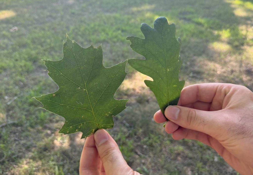 White s Red Oak