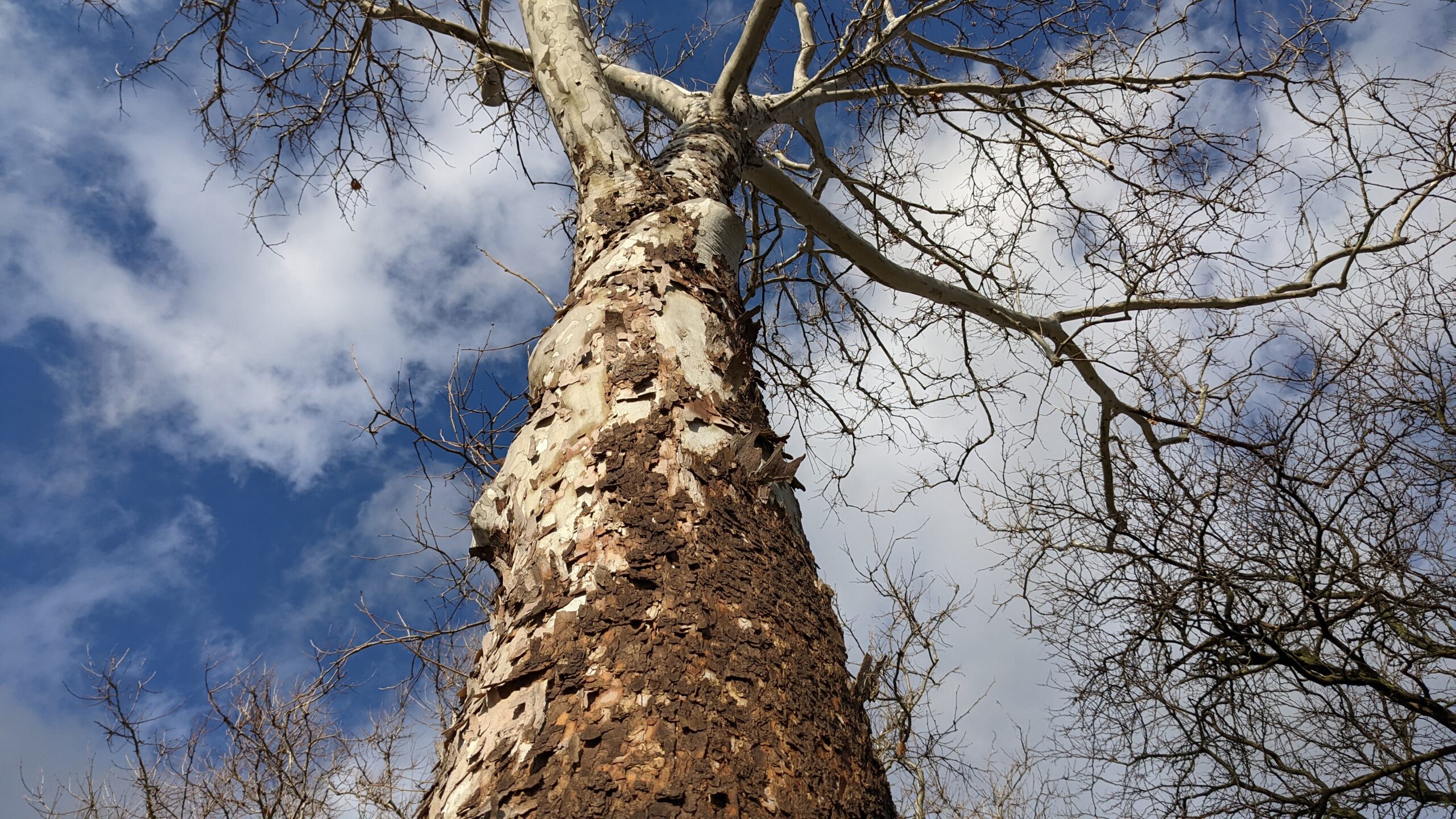 The Metro: How to choose the right tree for the right place in 2026 ...