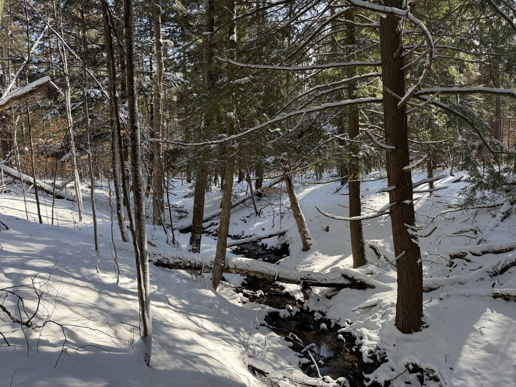 East Creek Reserve
