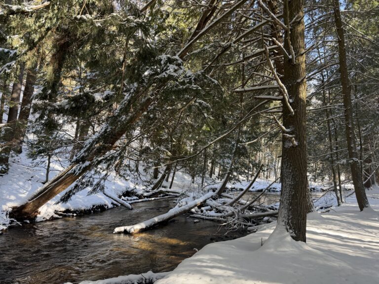 East Creek Reserve
