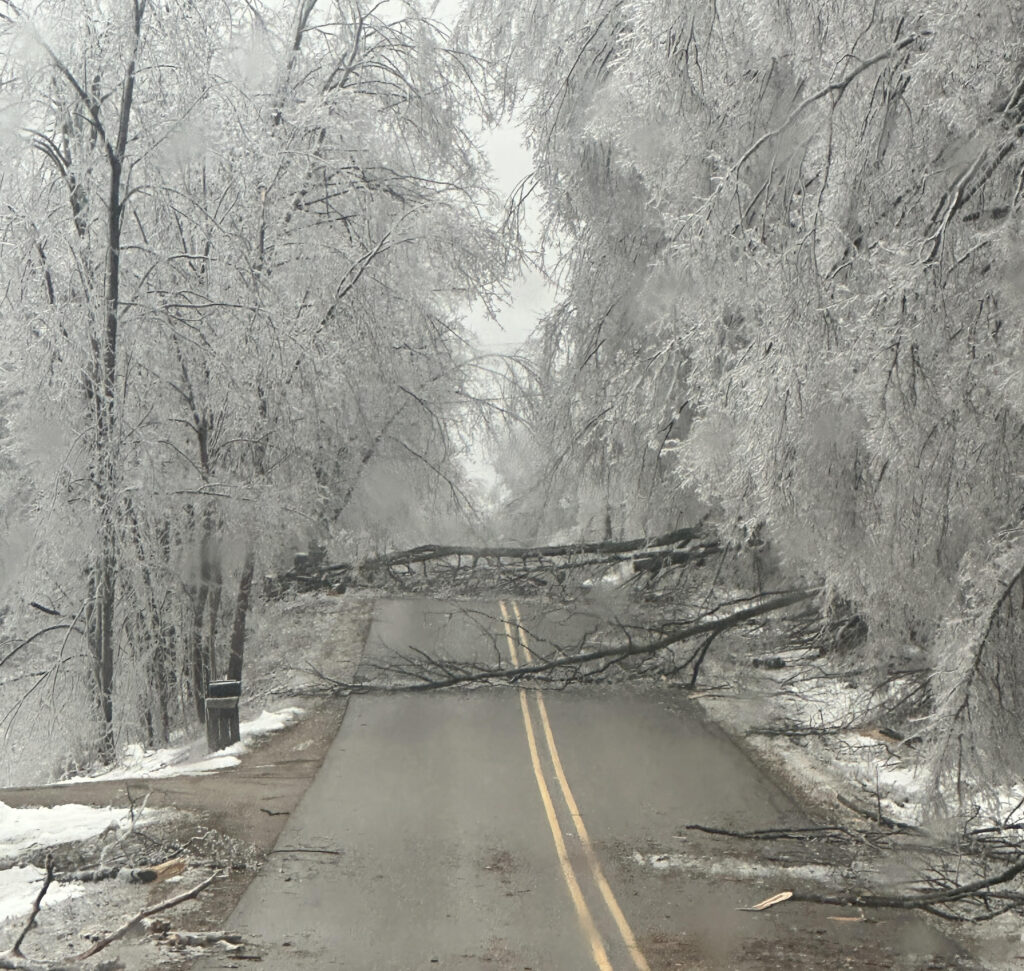 treeblockingroad
