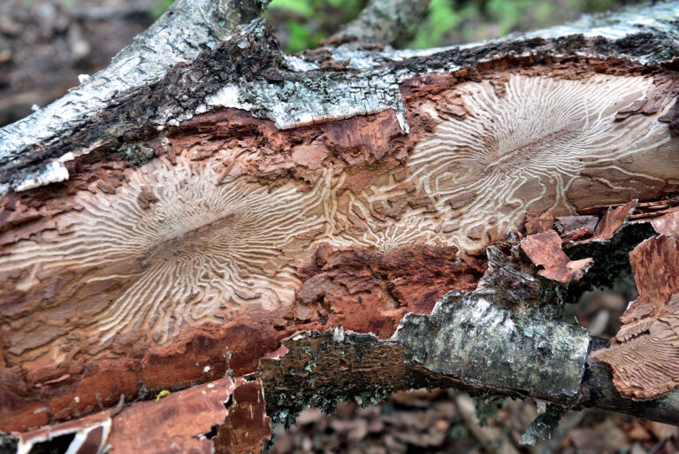 Bark_beetle_tracks_on_a_dead_birch_tree