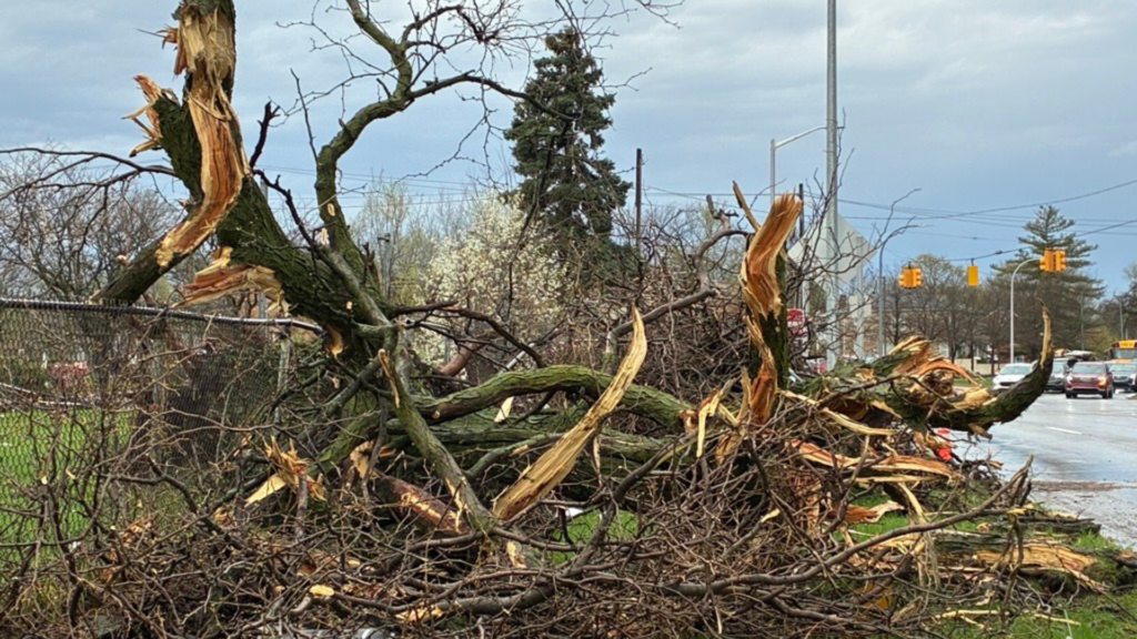 Multiple tree damage and brush just after a storm