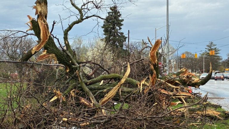 Multiple tree damage and brush just after a storm