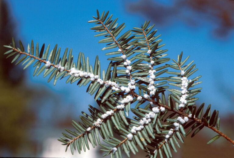 A hemlock's soft green needles are embedded with white cottony masses near the center of the branch.
