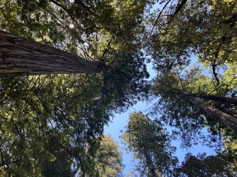 Tree trunks stretch towards the blue sky bearing many leaves towards the top.