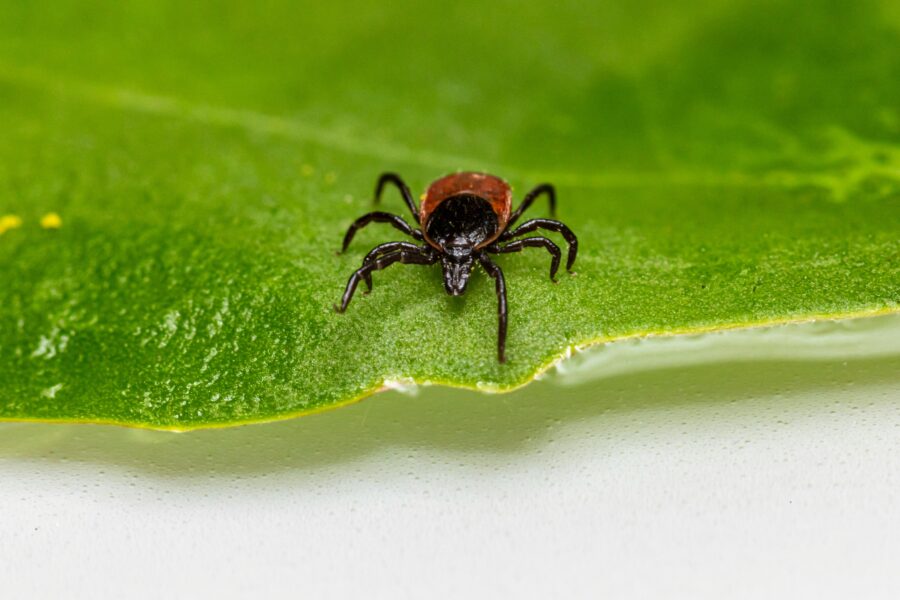 Black legged tick crawls forward towards the edge of a bright green leaf.