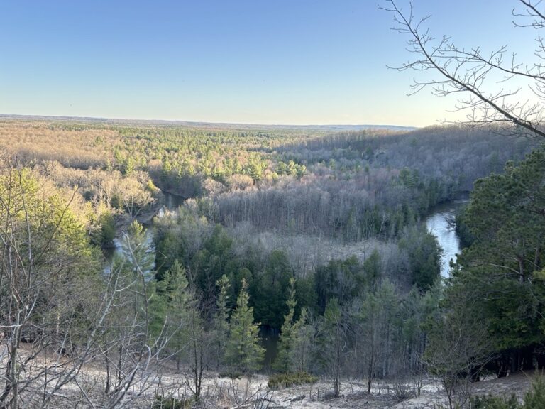 Mesick Manistee River Trees