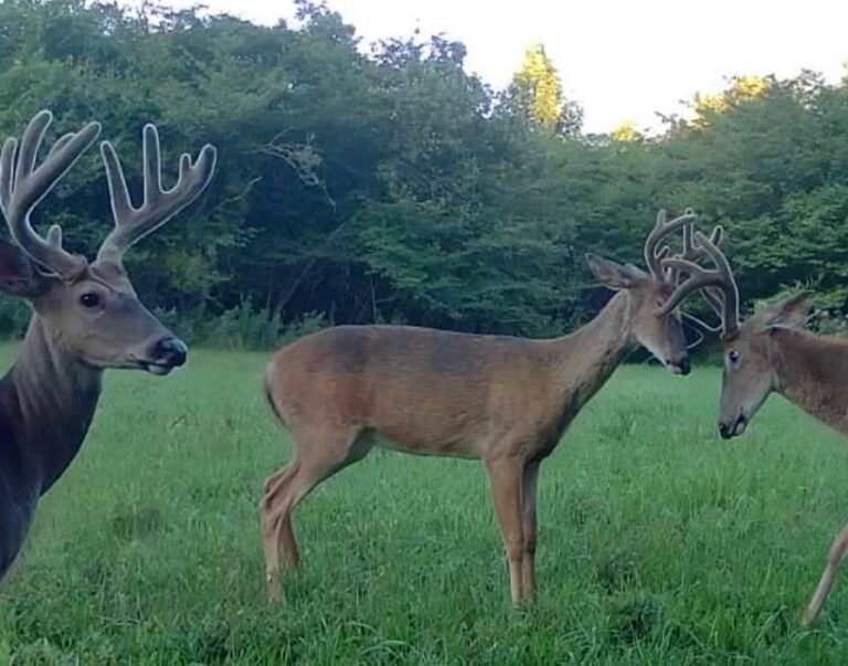 Three white-tailed deer with antlers stand in a clearing with trees in the background.