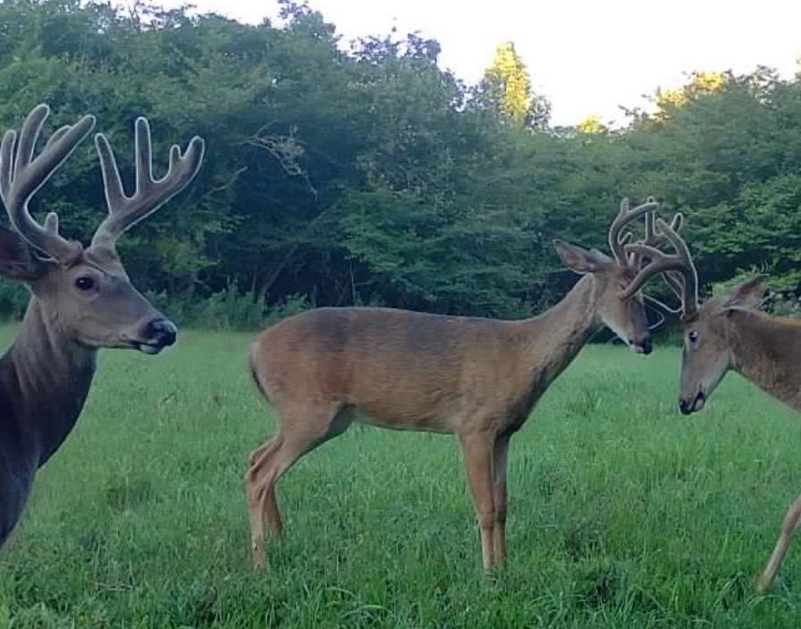 Three white-tailed deer with antlers stand in a clearing with trees in the background.