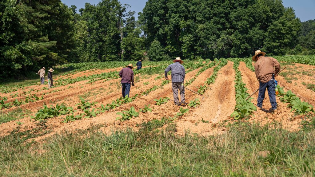 pexels-nc-farm-bureau-mark-8658557